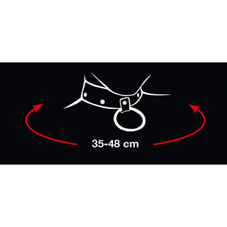 Leash and Collar